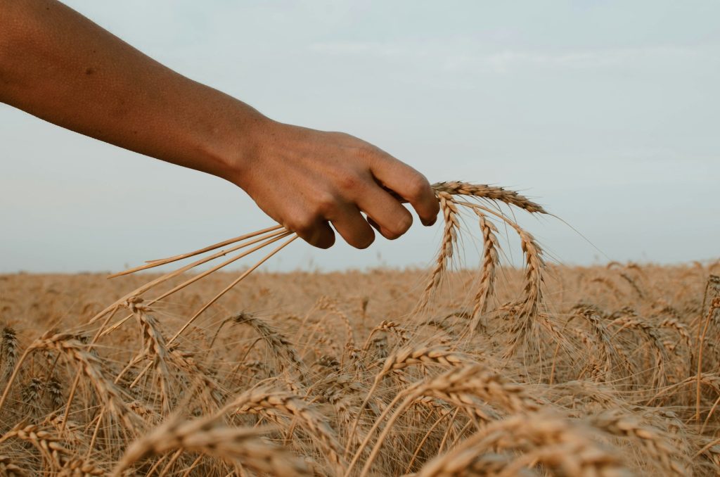 Lucrător în agricultură: o meserie modernă, nu doar tradiție